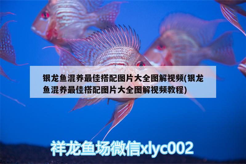 銀龍魚混養(yǎng)最佳搭配圖片大全圖解視頻(銀龍魚混養(yǎng)最佳搭配圖片大全圖解視頻教程) 銀龍魚 第1張