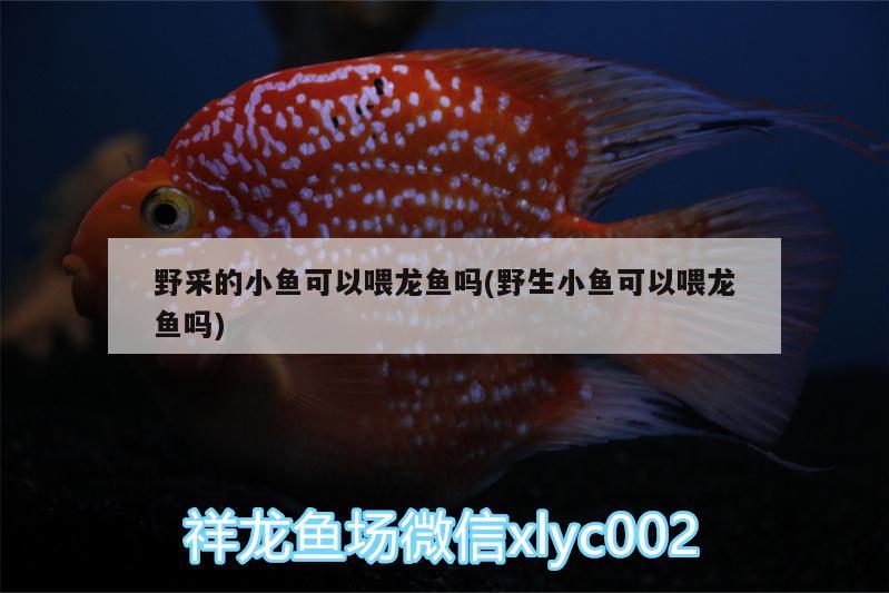 野采的小魚可以喂龍魚嗎(野生小魚可以喂龍魚嗎)