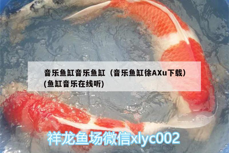 音樂魚缸音樂魚缸（音樂魚缸徐AXu下載）(魚缸音樂在線聽)