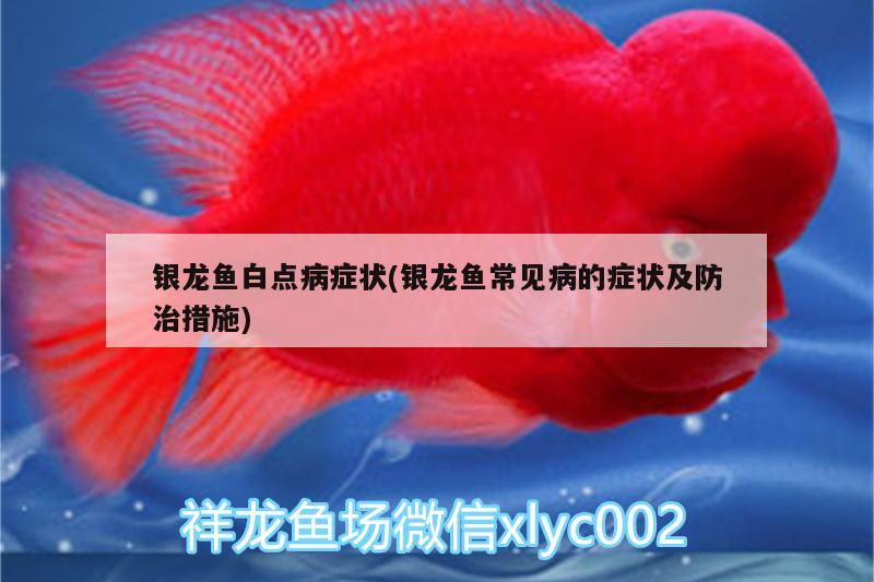 銀龍魚白點病癥狀(銀龍魚常見病的癥狀及防治措施)