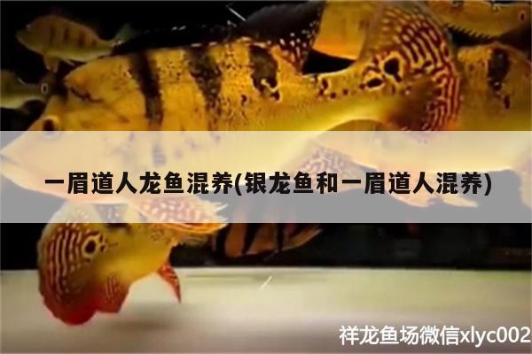 一眉道人龍魚混養(yǎng)(銀龍魚和一眉道人混養(yǎng)) 一眉道人魚