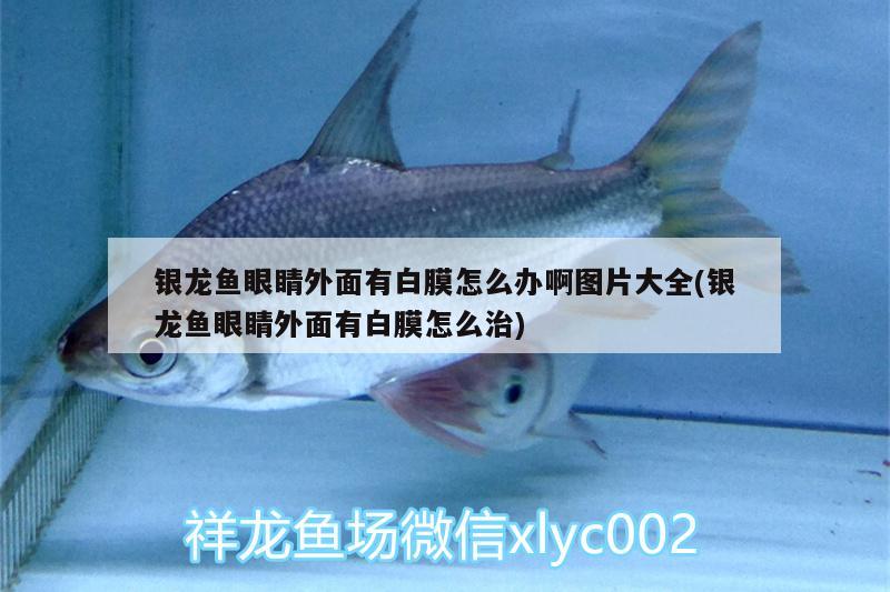 銀龍魚眼睛外面有白膜怎么辦啊圖片大全(銀龍魚眼睛外面有白膜怎么治)