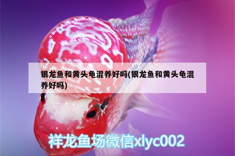 銀龍魚(yú)和黃頭龜混養(yǎng)好嗎(銀龍魚(yú)和黃頭龜混養(yǎng)好嗎) 烏龜