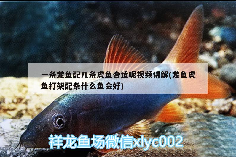 一條龍魚(yú)配幾條虎魚(yú)合適呢視頻講解(龍魚(yú)虎魚(yú)打架配條什么魚(yú)會(huì)好)