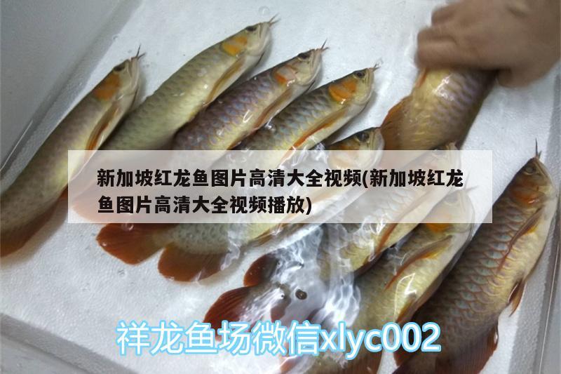 新加坡紅龍魚圖片高清大全視頻(新加坡紅龍魚圖片高清大全視頻播放)