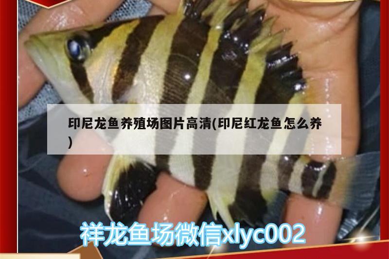 印尼龍魚養(yǎng)殖場(chǎng)圖片高清(印尼紅龍魚怎么養(yǎng))