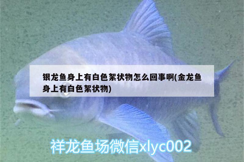 銀龍魚(yú)身上有白色絮狀物怎么回事啊(金龍魚(yú)身上有白色絮狀物)