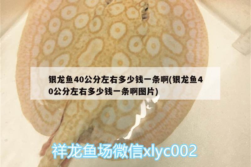 銀龍魚40公分左右多少錢一條啊(銀龍魚40公分左右多少錢一條啊圖片) 銀龍魚百科