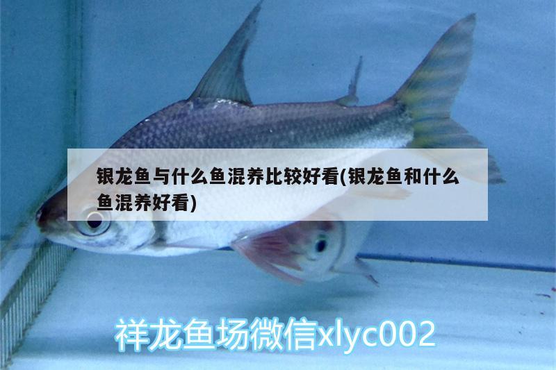 銀龍魚與什么魚混養(yǎng)比較好看(銀龍魚和什么魚混養(yǎng)好看)