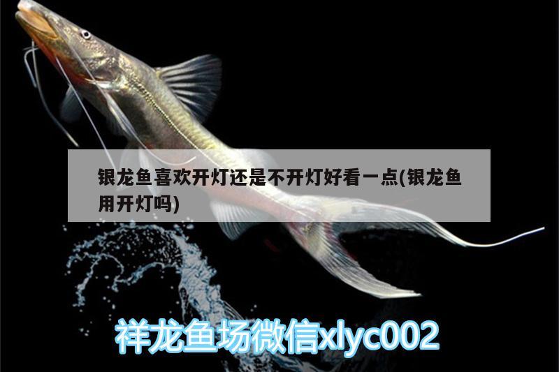 銀龍魚喜歡開燈還是不開燈好看一點(diǎn)(銀龍魚用開燈嗎) 銀龍魚