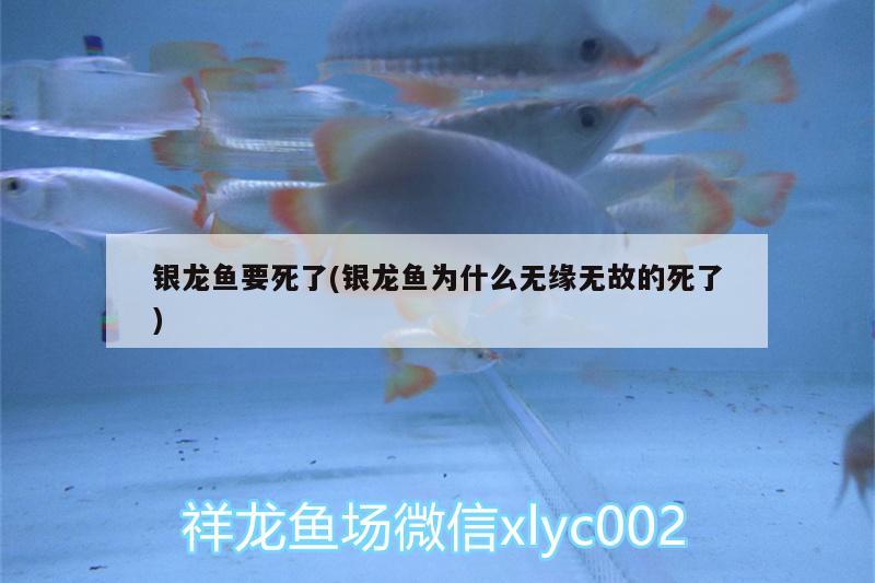 銀龍魚要死了(銀龍魚為什么無緣無故的死了)