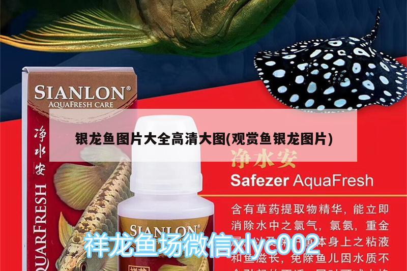 銀龍魚圖片大全高清大圖(觀賞魚銀龍圖片) 銀龍魚百科 第2張