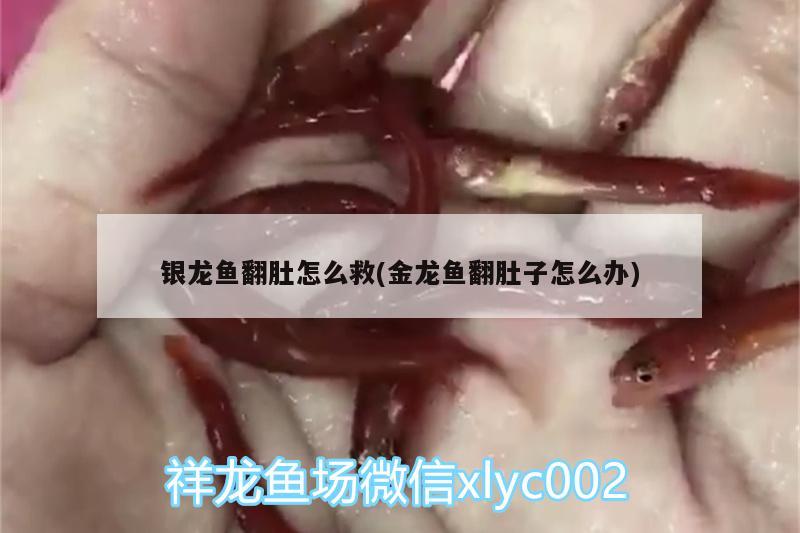 銀龍魚翻肚怎么救(金龍魚翻肚子怎么辦) 銀龍魚