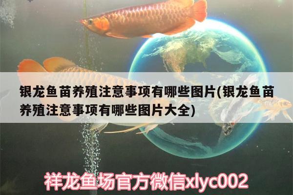 銀龍魚苗養(yǎng)殖注意事項有哪些圖片(銀龍魚苗養(yǎng)殖注意事項有哪些圖片大全) 銀龍魚