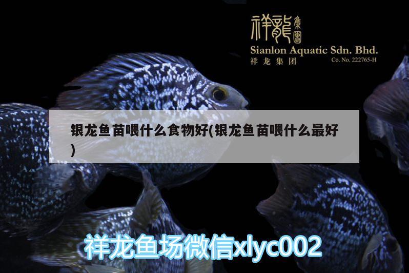 銀龍魚(yú)苗喂什么食物好(銀龍魚(yú)苗喂什么最好) 銀龍魚(yú)