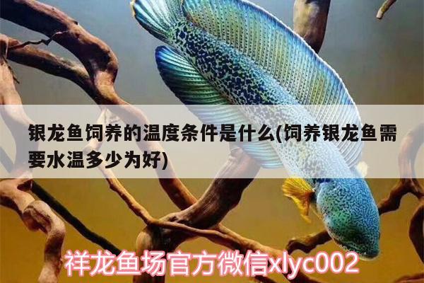 銀龍魚(yú)飼養(yǎng)的溫度條件是什么(飼養(yǎng)銀龍魚(yú)需要水溫多少為好) 銀龍魚(yú)百科