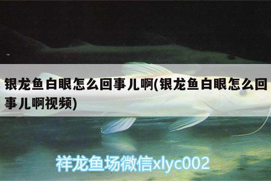 銀龍魚白眼怎么回事兒啊(銀龍魚白眼怎么回事兒啊視頻)