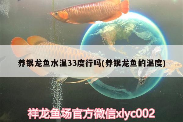 養(yǎng)銀龍魚水溫33度行嗎(養(yǎng)銀龍魚的溫度)