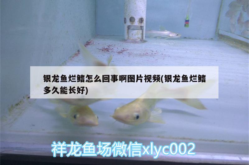 銀龍魚爛鰭怎么回事啊圖片視頻(銀龍魚爛鰭多久能長好)