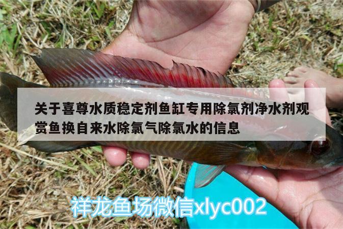 關(guān)于喜尊水質(zhì)穩(wěn)定劑魚缸專用除氯劑凈水劑觀賞魚換自來(lái)水除氯氣除氯水的信息 大嘴鯨魚