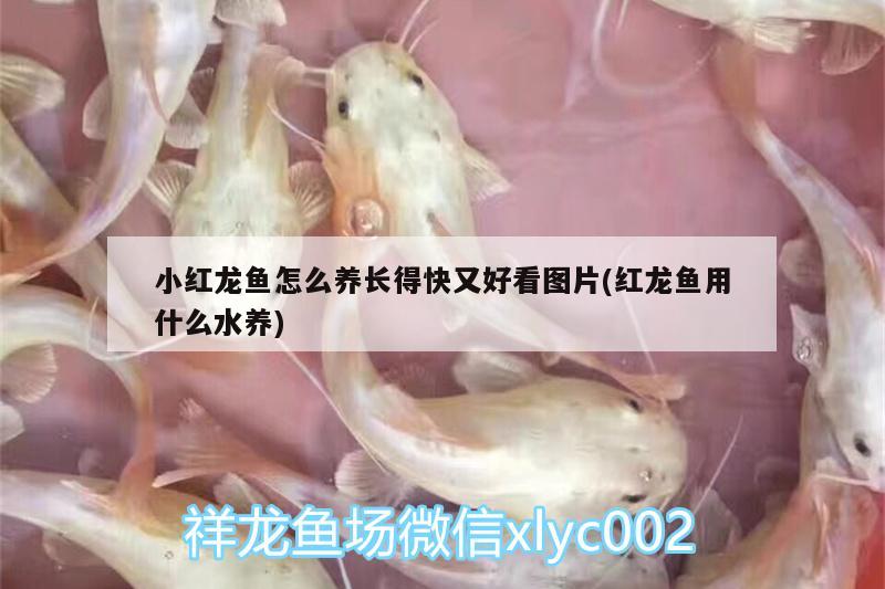 小紅龍魚怎么養(yǎng)長(zhǎng)得快又好看圖片(紅龍魚用什么水養(yǎng)) 生態(tài)瓶/創(chuàng)意缸/桌面微景缸