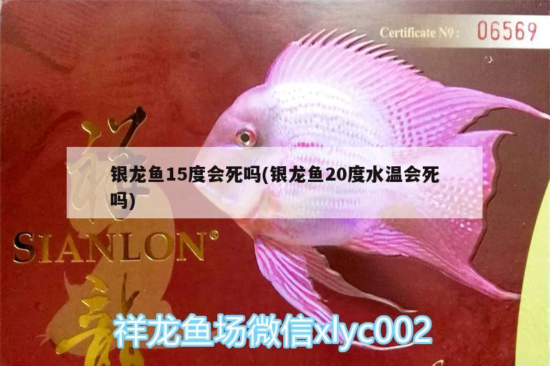 銀龍魚15度會死嗎(銀龍魚20度水溫會死嗎) 銀龍魚百科