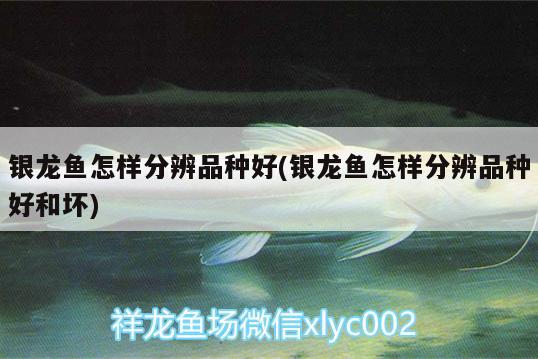 銀龍魚怎樣分辨品種好(銀龍魚怎樣分辨品種好和壞) 銀龍魚