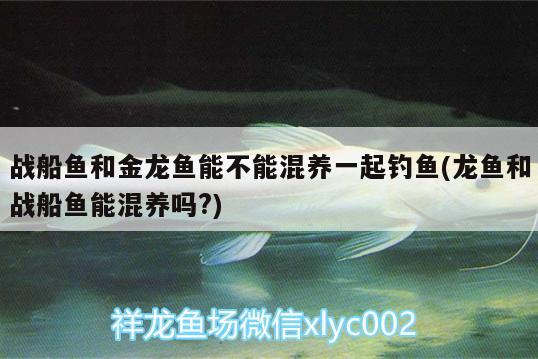 戰(zhàn)船魚和金龍魚能不能混養(yǎng)一起釣魚(龍魚和戰(zhàn)船魚能混養(yǎng)嗎?)