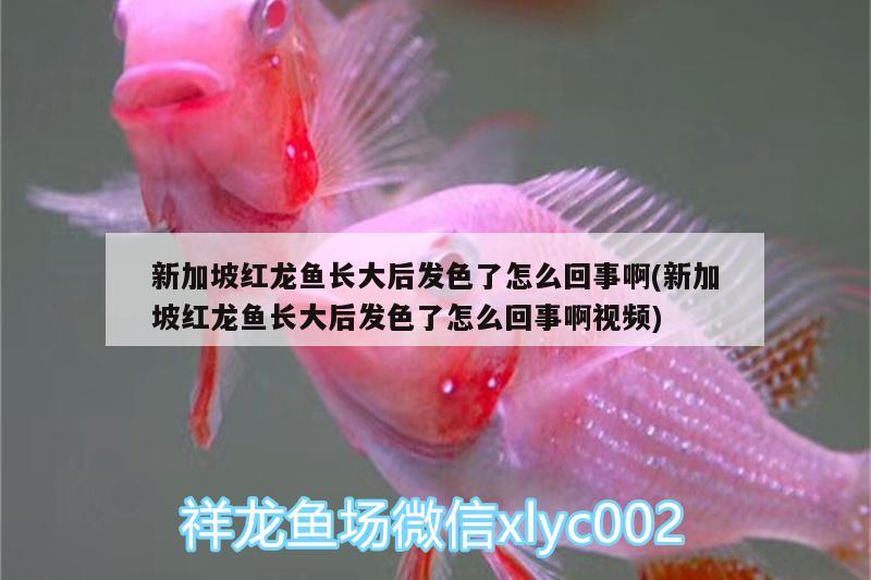 新加坡紅龍魚長大后發(fā)色了怎么回事啊(新加坡紅龍魚長大后發(fā)色了怎么回事啊視頻) 虎斑恐龍魚