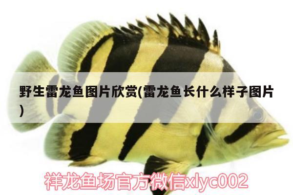 野生雷龍魚圖片欣賞(雷龍魚長什么樣子圖片)