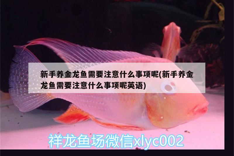 新手養(yǎng)金龍魚需要注意什么事項(xiàng)呢(新手養(yǎng)金龍魚需要注意什么事項(xiàng)呢英語) 黃金斑馬魚