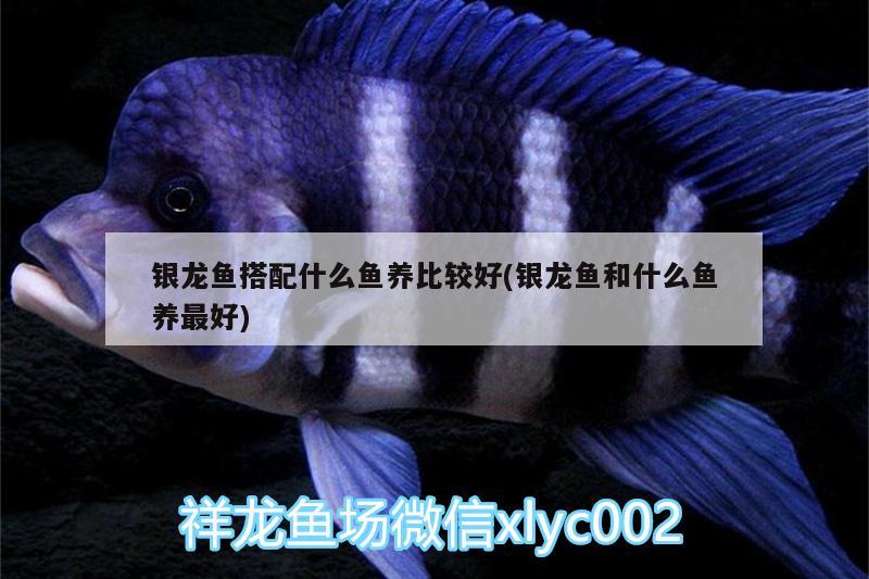 銀龍魚搭配什么魚養(yǎng)比較好(銀龍魚和什么魚養(yǎng)最好) 銀龍魚