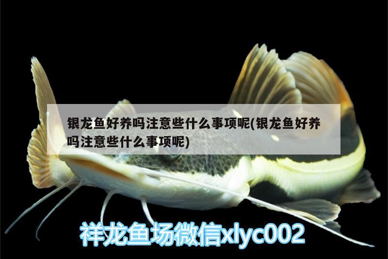 銀龍魚好養(yǎng)嗎注意些什么事項呢(銀龍魚好養(yǎng)嗎注意些什么事項呢) 銀龍魚百科