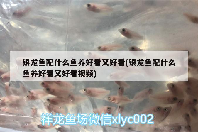 銀龍魚(yú)配什么魚(yú)養(yǎng)好看又好看(銀龍魚(yú)配什么魚(yú)養(yǎng)好看又好看視頻)