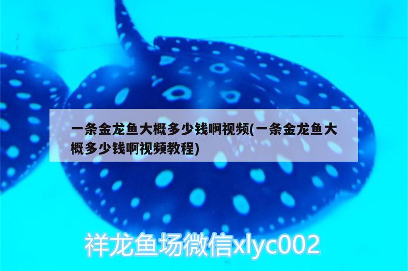 一條金龍魚大概多少錢啊視頻(一條金龍魚大概多少錢啊視頻教程)