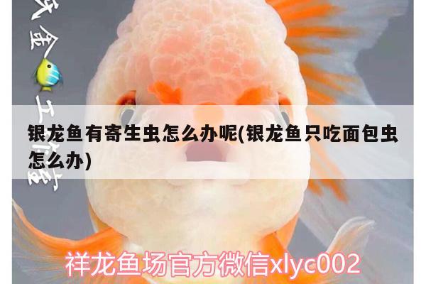 銀龍魚有寄生蟲怎么辦呢(銀龍魚只吃面包蟲怎么辦)