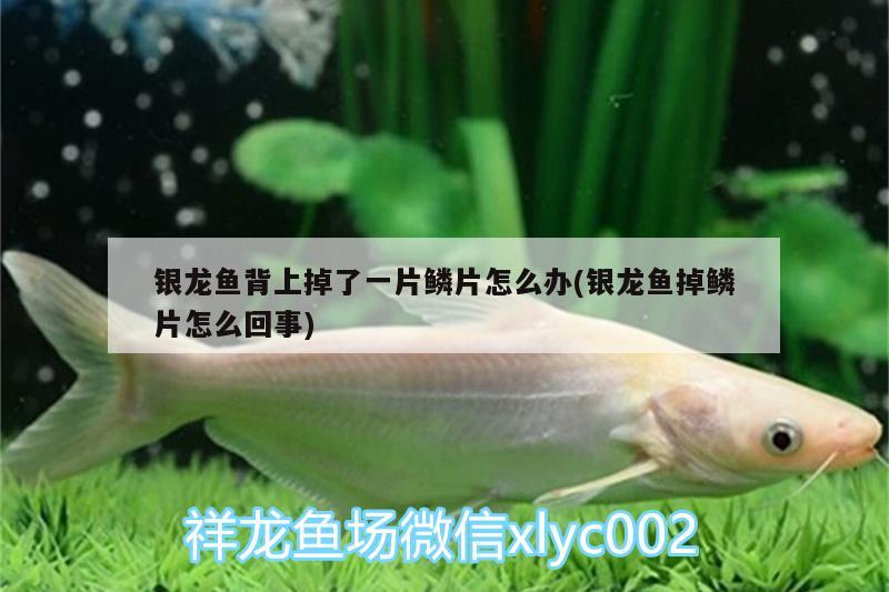 銀龍魚背上掉了一片鱗片怎么辦(銀龍魚掉鱗片怎么回事)