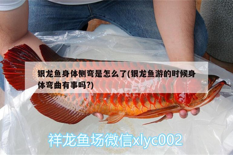 銀龍魚身體側(cè)彎是怎么了(銀龍魚游的時(shí)候身體彎曲有事嗎?) 銀龍魚