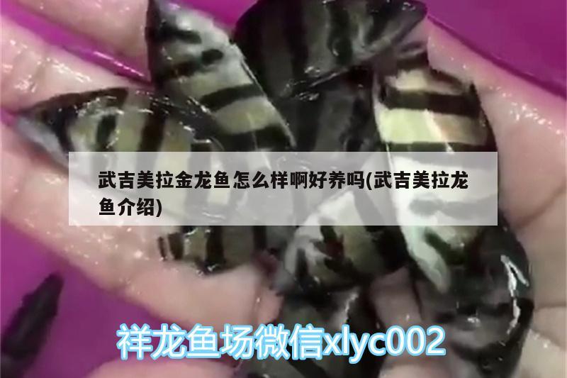 武吉美拉金龍魚怎么樣啊好養(yǎng)嗎(武吉美拉龍魚介紹)