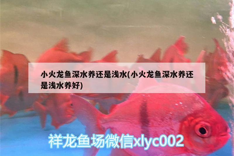 小火龍魚深水養(yǎng)還是淺水(小火龍魚深水養(yǎng)還是淺水養(yǎng)好) 祥龍水族護(hù)理水