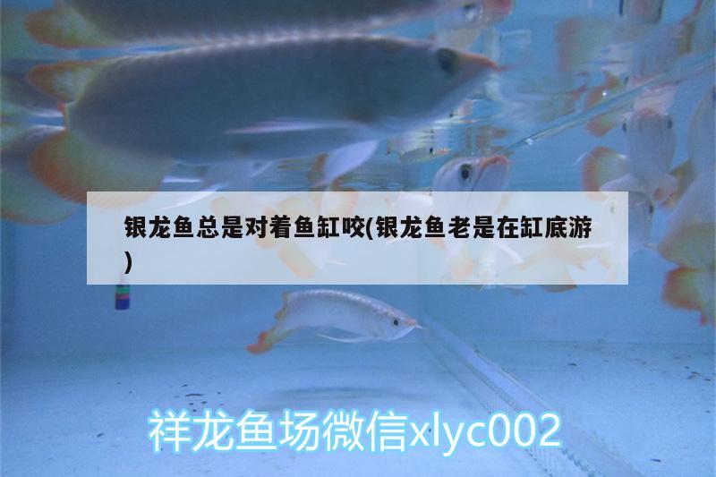 銀龍魚總是對(duì)著魚缸咬(銀龍魚老是在缸底游)