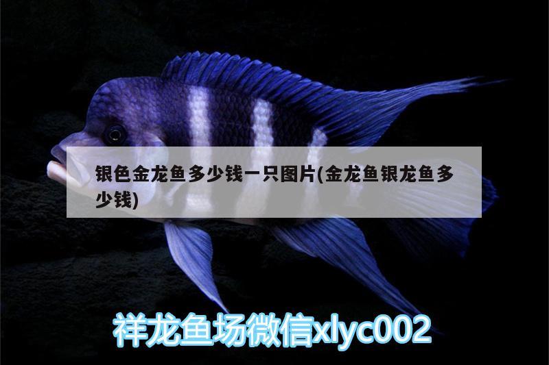 銀色金龍魚多少錢一只圖片(金龍魚銀龍魚多少錢)