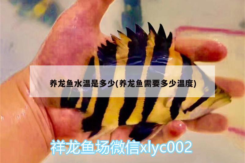 養(yǎng)龍魚水溫是多少(養(yǎng)龍魚需要多少溫度)