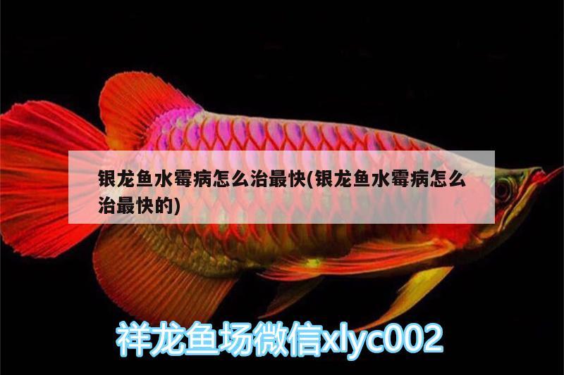 銀龍魚水霉病怎么治最快(銀龍魚水霉病怎么治最快的) 銀龍魚