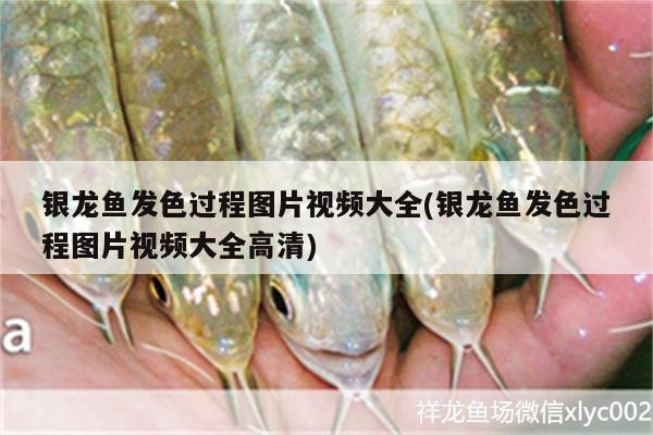 銀龍魚發(fā)色過程圖片視頻大全(銀龍魚發(fā)色過程圖片視頻大全高清) 銀龍魚百科