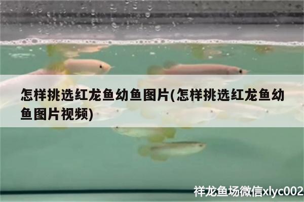 怎樣挑選紅龍魚幼魚圖片(怎樣挑選紅龍魚幼魚圖片視頻) 黃金鴨嘴魚