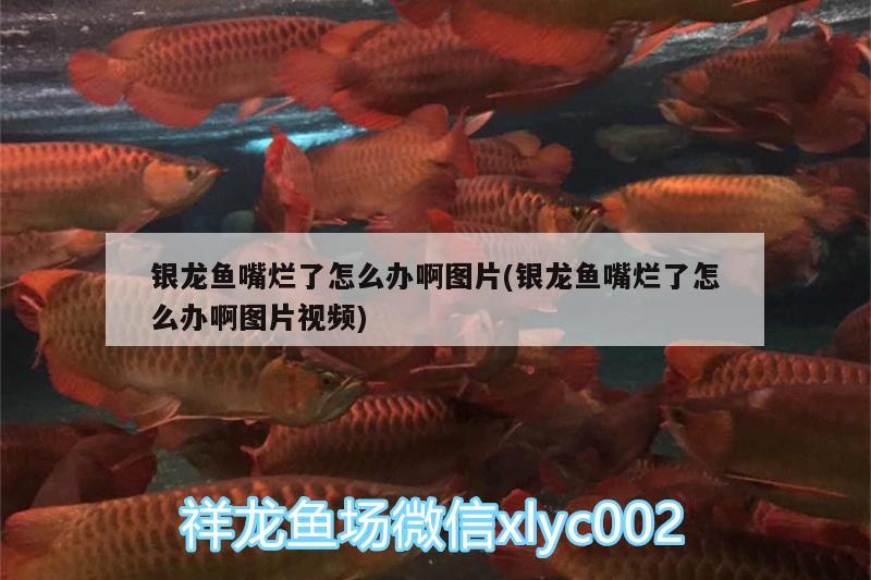 銀龍魚嘴爛了怎么辦啊圖片(銀龍魚嘴爛了怎么辦啊圖片視頻)