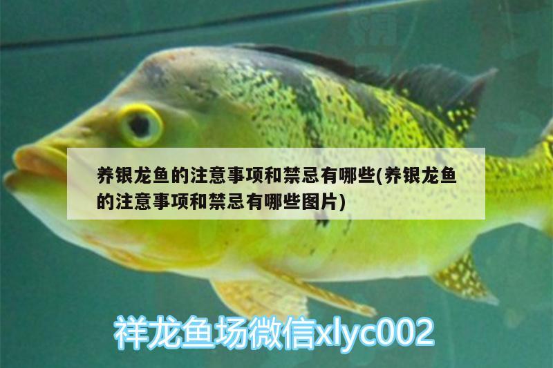 養(yǎng)銀龍魚的注意事項和禁忌有哪些(養(yǎng)銀龍魚的注意事項和禁忌有哪些圖片) 銀龍魚百科