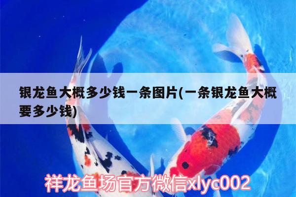 銀龍魚大概多少錢一條圖片(一條銀龍魚大概要多少錢) 銀龍魚