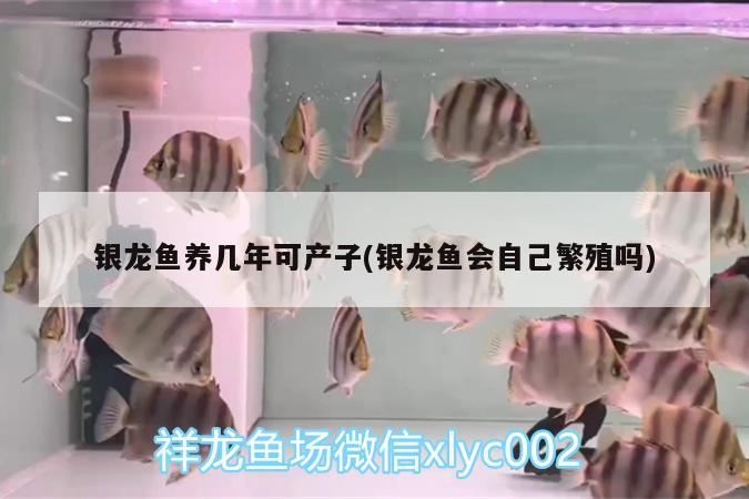 銀龍魚養(yǎng)幾年可產子(銀龍魚會自己繁殖嗎) 銀龍魚